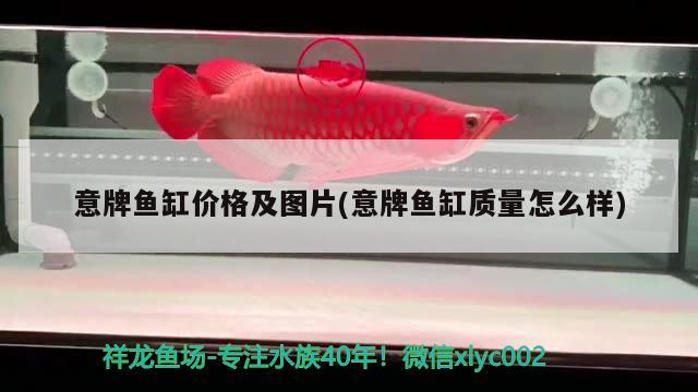 意牌魚缸價(jià)格及圖片(意牌魚缸質(zhì)量怎么樣) 過(guò)背金龍魚