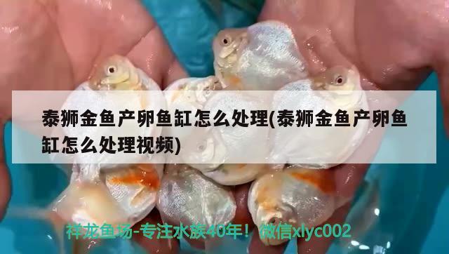 泰獅金魚產(chǎn)卵魚缸怎么處理(泰獅金魚產(chǎn)卵魚缸怎么處理視頻) 魚缸水質(zhì)穩(wěn)定劑