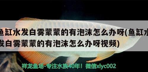 魚缸水發(fā)白霧蒙蒙的有泡沫怎么辦呀(魚缸水發(fā)白霧蒙蒙的有泡沫怎么辦呀視頻) 帝王血鉆 第2張