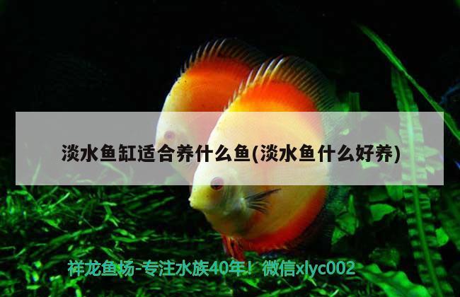 淡水魚缸適合養(yǎng)什么魚(淡水魚什么好養(yǎng))