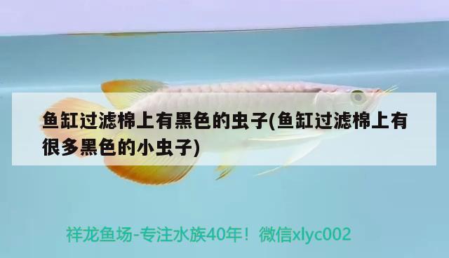 魚缸過濾棉上有黑色的蟲子(魚缸過濾棉上有很多黑色的小蟲子) 廣州觀賞魚魚苗批發(fā)市場