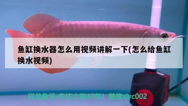 魚缸換水器怎么用視頻講解一下(怎么給魚缸換水視頻) 熊貓異形魚L46