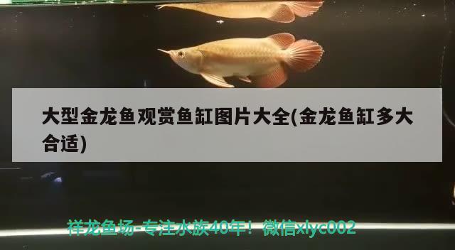 大型金龍魚觀賞魚缸圖片大全(金龍魚缸多大合適) 申古銀版魚