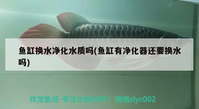 魚(yú)缸換水凈化水質(zhì)嗎(魚(yú)缸有凈化器還要換水嗎) 藍(lán)底過(guò)背金龍魚(yú)