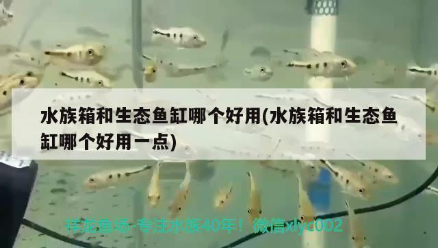 水族箱和生態(tài)魚缸哪個好用(水族箱和生態(tài)魚缸哪個好用一點)