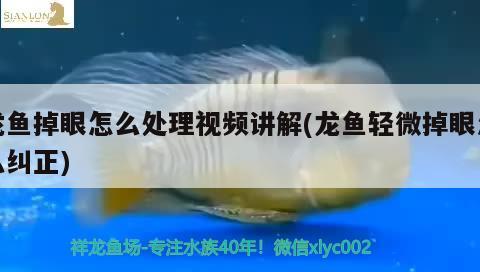 龍魚掉眼怎么處理視頻講解(龍魚輕微掉眼怎么糾正)