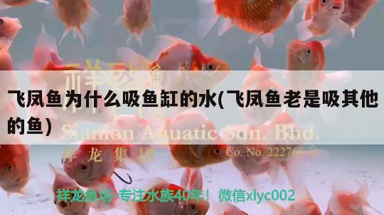 飛鳳魚為什么吸魚缸的水(飛鳳魚老是吸其他的魚)