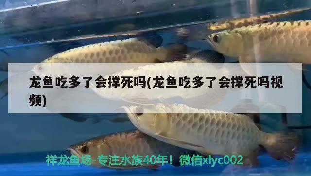 龍魚吃多了會撐死嗎(龍魚吃多了會撐死嗎視頻)