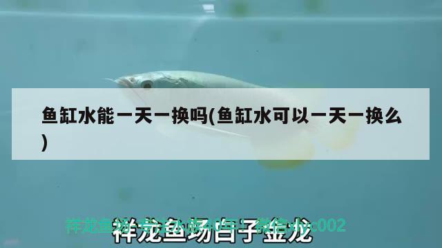 魚缸水能一天一換嗎(魚缸水可以一天一換么) 純血皇冠黑白魟魚