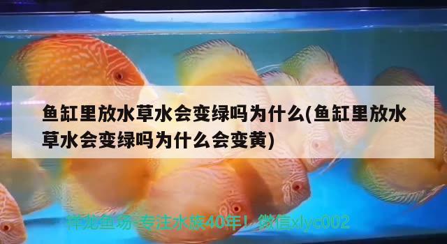 魚缸里放水草水會變綠嗎為什么(魚缸里放水草水會變綠嗎為什么會變黃) 水草