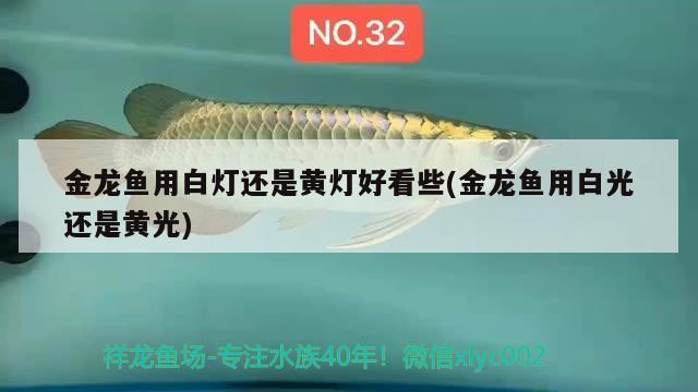 金龍魚用白燈還是黃燈好看些(金龍魚用白光還是黃光)