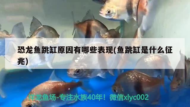 恐龍魚跳缸原因有哪些表現(xiàn)(魚跳缸是什么征兆)