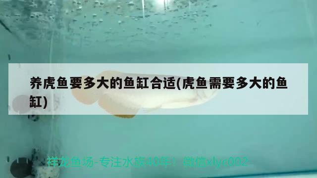 養(yǎng)虎魚要多大的魚缸合適(虎魚需要多大的魚缸)