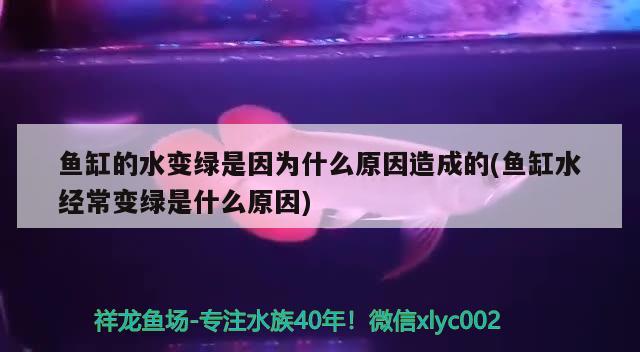 魚缸的水變綠是因?yàn)槭裁丛蛟斐傻?魚缸水經(jīng)常變綠是什么原因) 魚缸風(fēng)水