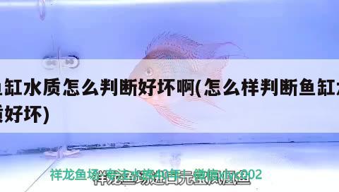 魚缸水質(zhì)怎么判斷好壞啊(怎么樣判斷魚缸水質(zhì)好壞) 申古銀版魚 第1張