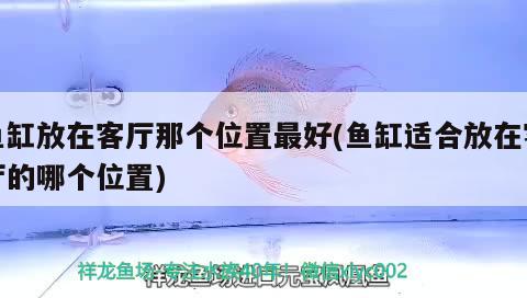 魚缸放在客廳那個位置最好(魚缸適合放在客廳的哪個位置) 大白鯊魚苗