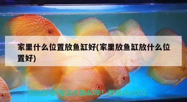 家里什么位置放魚缸好(家里放魚缸放什么位置好) 雪龍魚