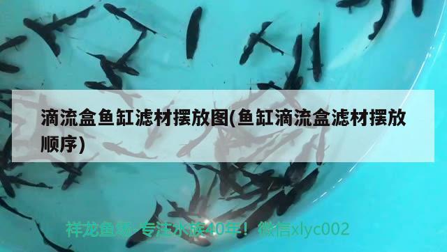 滴流盒魚缸濾材擺放圖(魚缸滴流盒濾材擺放順序) 噴點(diǎn)菠蘿魚