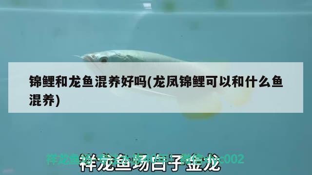 錦鯉和龍魚混養(yǎng)好嗎(龍鳳錦鯉可以和什么魚混養(yǎng))