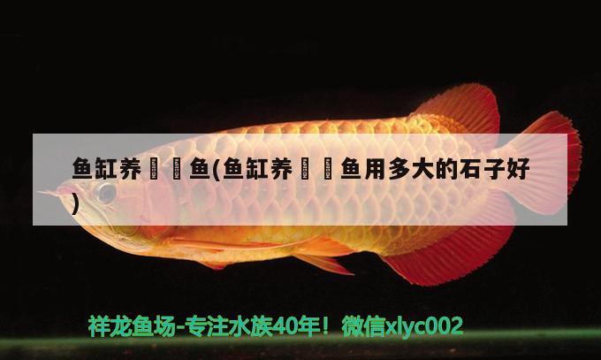 魚缸養(yǎng)鳑鲏?mèng)~(魚缸養(yǎng)鳑鲏?mèng)~用多大的石子好) 藍(lán)底過(guò)背金龍魚 第2張