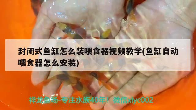 封閉式魚缸怎么裝喂食器視頻教學(xué)(魚缸自動喂食器怎么安裝) 喂食器