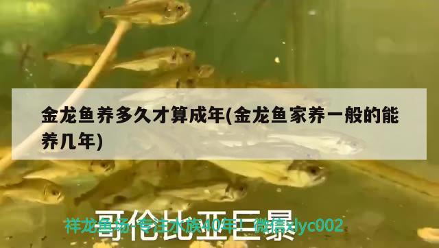 金龍魚(yú)養(yǎng)多久才算成年(金龍魚(yú)家養(yǎng)一般的能養(yǎng)幾年)