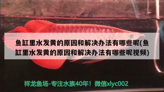 魚缸里水發(fā)黃的原因和解決辦法有哪些呢(魚缸里水發(fā)黃的原因和解決辦法有哪些呢視頻) 充氧泵