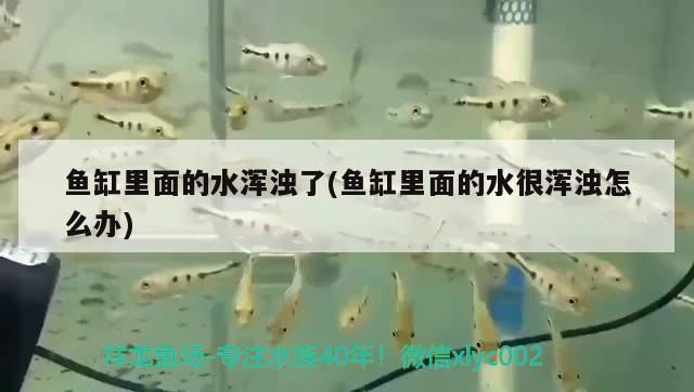 魚缸里面的水渾濁了(魚缸里面的水很渾濁怎么辦) 馬拉莫寶石魚苗