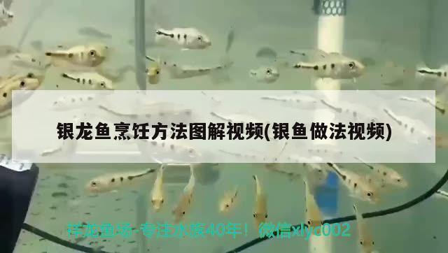 銀龍魚烹飪方法圖解視頻(銀魚做法視頻) 銀龍魚百科