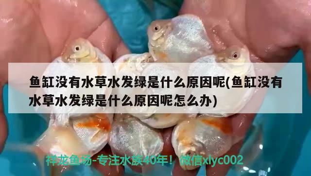 魚缸沒有水草水發(fā)綠是什么原因呢(魚缸沒有水草水發(fā)綠是什么原因呢怎么辦)