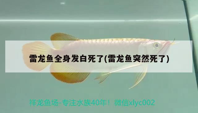 雷龍魚(yú)全身發(fā)白死了(雷龍魚(yú)突然死了) 麥肯斯銀版魚(yú)