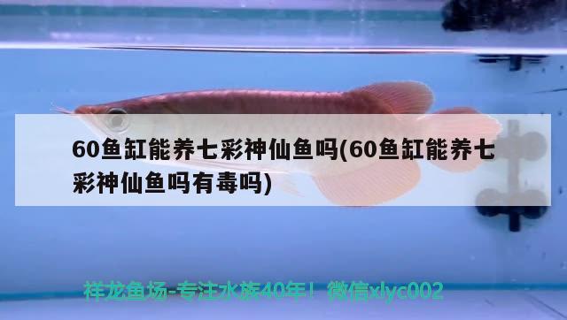 60魚缸能養(yǎng)七彩神仙魚嗎(60魚缸能養(yǎng)七彩神仙魚嗎有毒嗎)