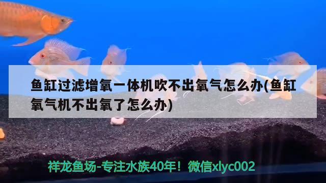 魚缸過濾增氧一體機吹不出氧氣怎么辦(魚缸氧氣機不出氧了怎么辦) 水族雜談