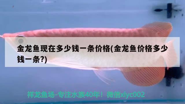 金龍魚現(xiàn)在多少錢一條價(jià)格(金龍魚價(jià)格多少錢一條?) 紅頭利魚