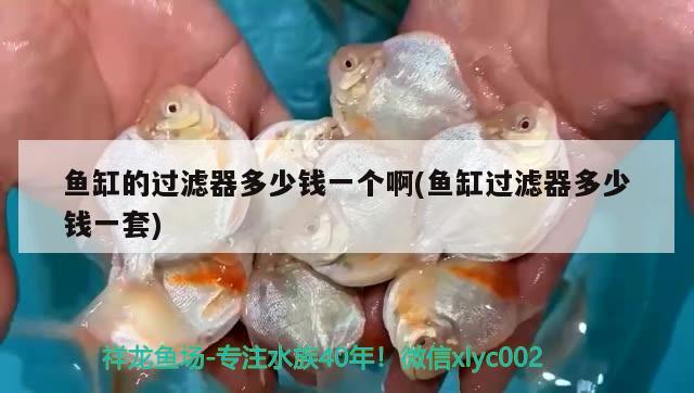 魚缸的過濾器多少錢一個(gè)啊(魚缸過濾器多少錢一套) 金龍福龍魚