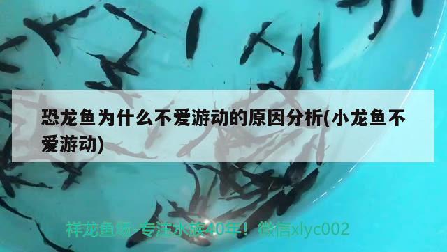 恐龍魚為什么不愛游動的原因分析(小龍魚不愛游動) 稀有紅龍品種