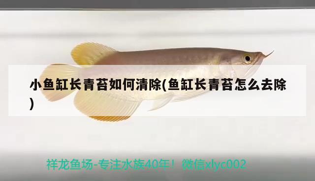 小魚缸長(zhǎng)青苔如何清除(魚缸長(zhǎng)青苔怎么去除)