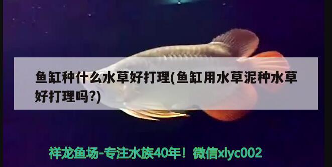 魚(yú)缸種什么水草好打理(魚(yú)缸用水草泥種水草好打理嗎?) 水草