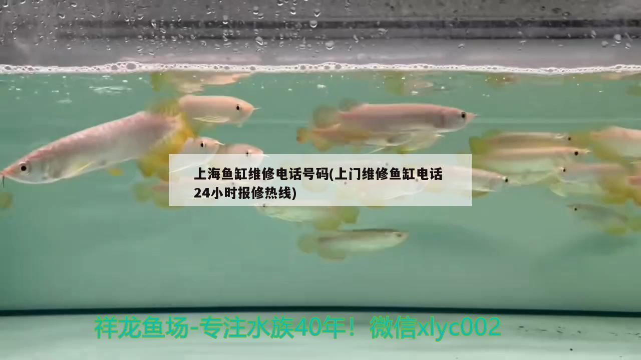 上海魚缸維修電話號(hào)碼(上門維修魚缸電話24小時(shí)報(bào)修熱線) 印尼四紋虎 第2張