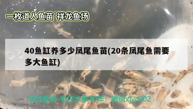 40魚缸養(yǎng)多少鳳尾魚苗(20條鳳尾魚需要多大魚缸) 錦鯉池魚池建設(shè)