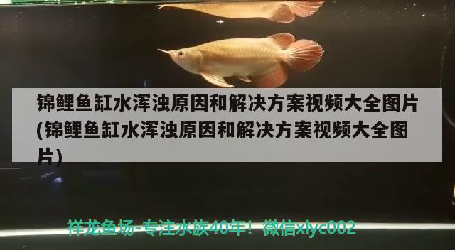 錦鯉魚缸水渾濁原因和解決方案視頻大全圖片(錦鯉魚缸水渾濁原因和解決方案視頻大全圖片) 皇冠黑白魟魚