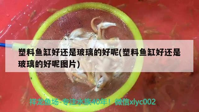 塑料魚(yú)缸好還是玻璃的好呢(塑料魚(yú)缸好還是玻璃的好呢圖片)