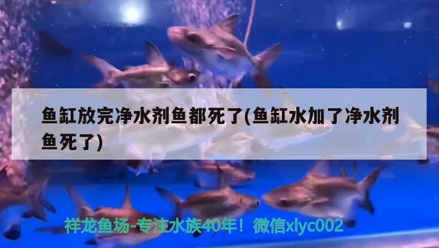 魚缸放完凈水劑魚都死了(魚缸水加了凈水劑魚死了)