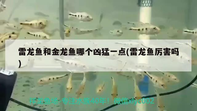 雷龍魚和金龍魚哪個兇猛一點(雷龍魚厲害嗎) PH調節(jié)劑