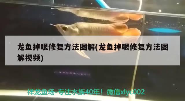 龍魚掉眼修復(fù)方法圖解(龍魚掉眼修復(fù)方法圖解視頻)