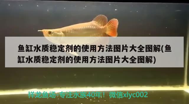 魚缸水質(zhì)穩(wěn)定劑的使用方法圖片大全圖解(魚缸水質(zhì)穩(wěn)定劑的使用方法圖片大全圖解) 觀賞魚水族批發(fā)市場