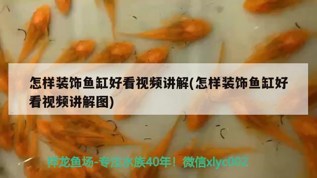 怎樣裝飾魚(yú)缸好看視頻講解(怎樣裝飾魚(yú)缸好看視頻講解圖) 印尼四紋虎