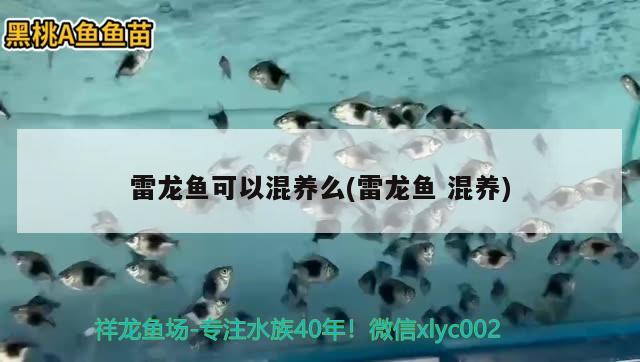 雷龍魚(yú)可以混養(yǎng)么(雷龍魚(yú)混養(yǎng)) 翡翠鳳凰魚(yú)