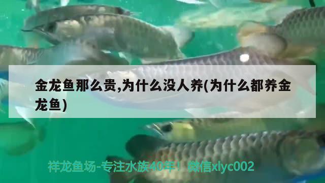 金龍魚那么貴,為什么沒人養(yǎng)(為什么都養(yǎng)金龍魚)