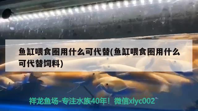 魚缸喂食圈用什么可代替(魚缸喂食圈用什么可代替飼料) 銀龍魚百科